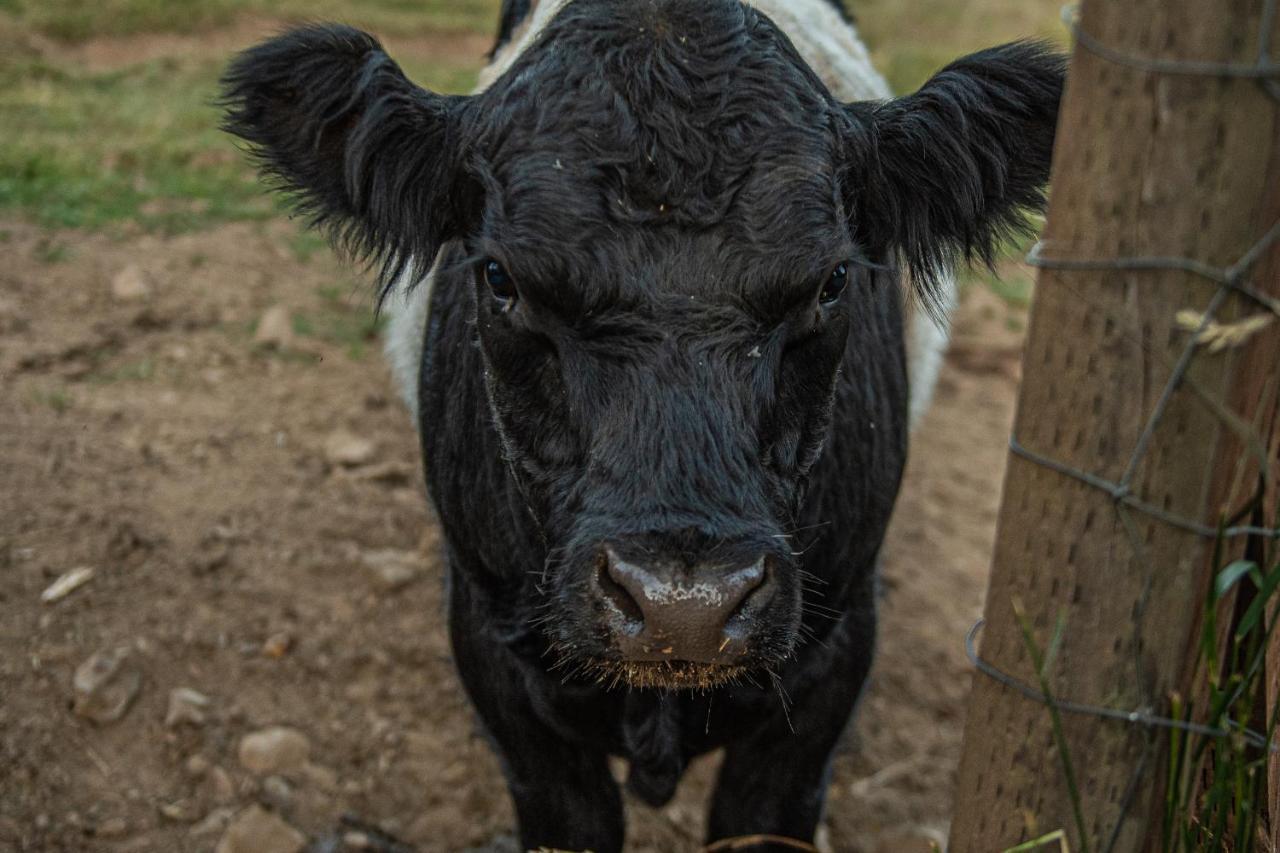 Buxton Healing Ponds Farmヴィラ エクステリア 写真