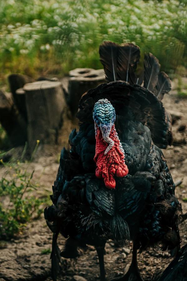 Buxton Healing Ponds Farmヴィラ エクステリア 写真